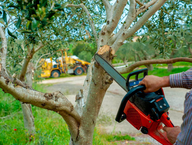 Best Palm Tree Trimming  in Elgin, OK